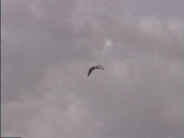 42 - VOL D'OISEAU 3.JPG